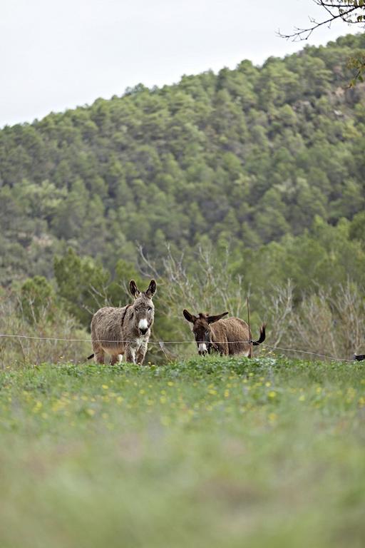 Hotel Masia Ca L'Anima La Baronia de Rialb Zimmer foto